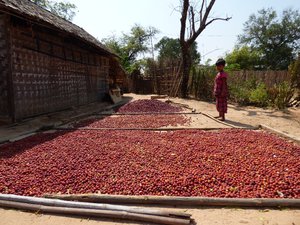 plums drying