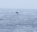 Leaping dolphin 4