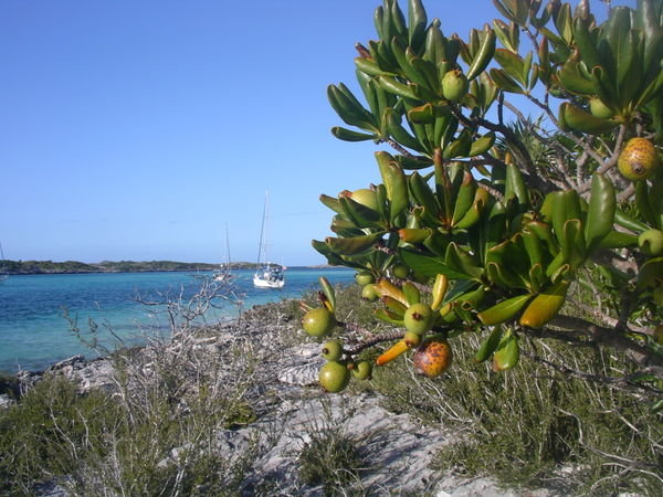 Arbre fruitier des Bahamas