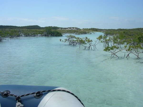 Un petit tour de Char dans les mangroves