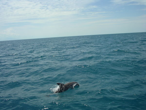 un dauphin qui a fait un petit bout de chemin avec nous