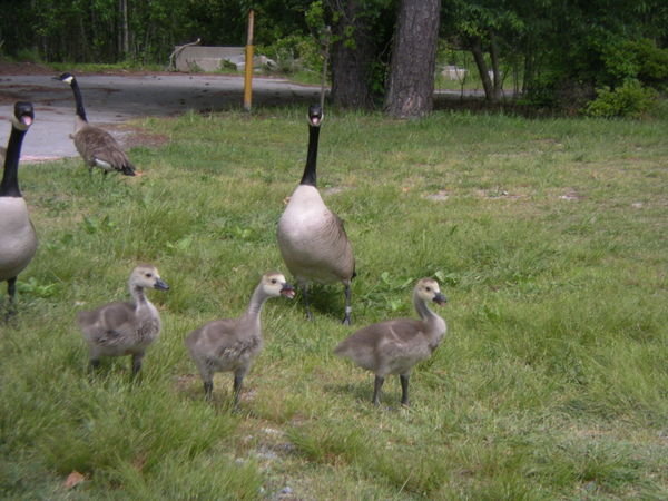 Famille d'outardes