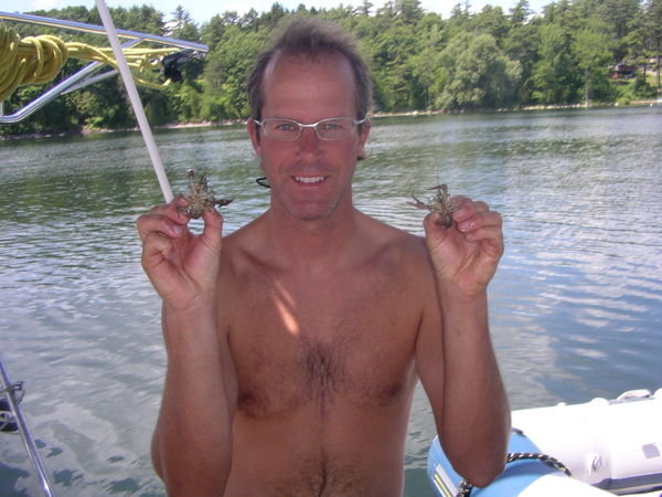 Non !Chérie ce n'est pas des langoustes ! C,est des écrevisses du lac Champlain !