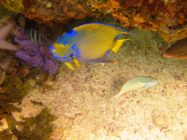 Queen Angelfish