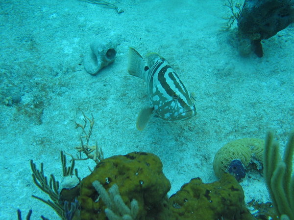 Nassau Grouper 