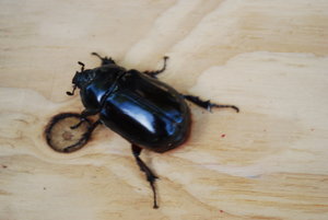 Un scarabé