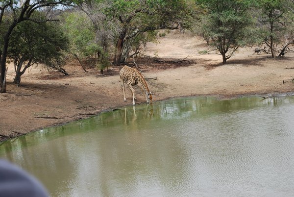 Girafe qui boit de l'eau