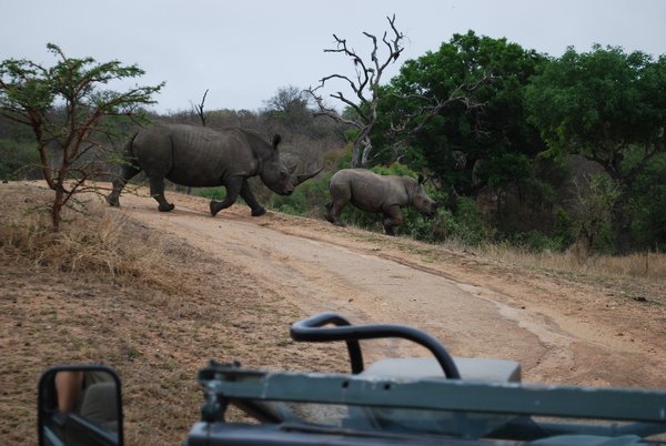 Maman et bébé Rhinocéros