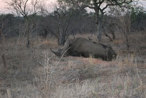 Rhinoccéros