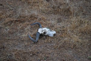 Squelette d'un impala