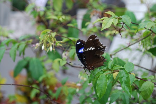 Papillon Thailandais