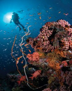 marine life in Maldives