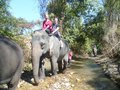 Elephant Discovery