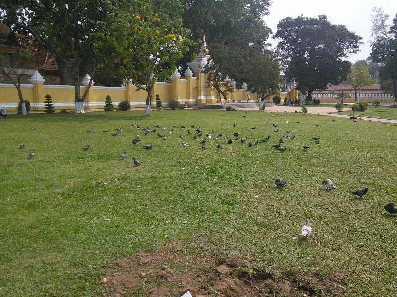 Presidential Pigeons