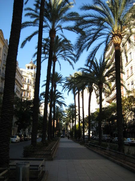 Tree lined treets in Valencia