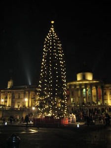 Tree in Trafalgar Square