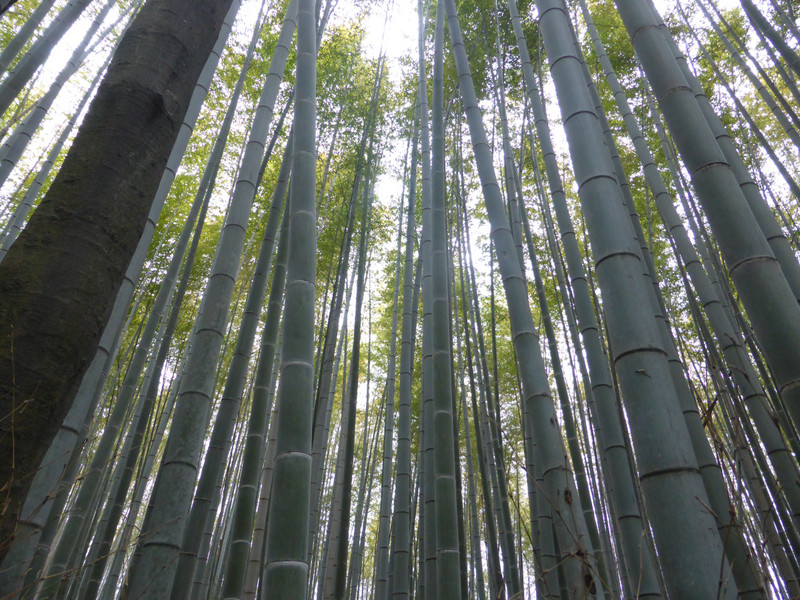 Bamboo forest - artistic