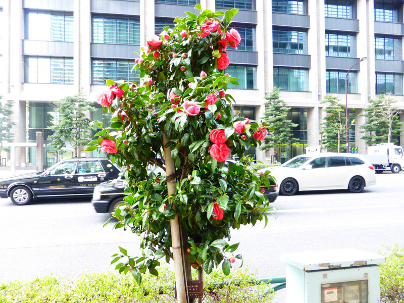 Camellia's in downtown Tokyo