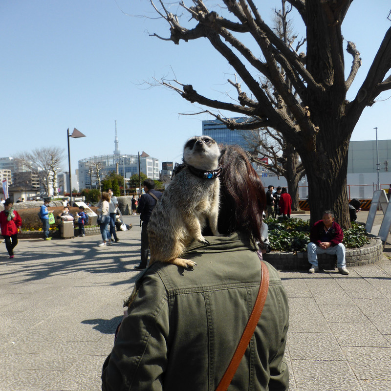 Well of course you would find a pet meerkat in Tokyo