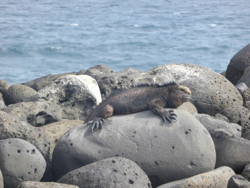 Sea iguana