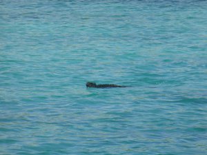 Don't know why I was surprised a sea iguana could swim?!!