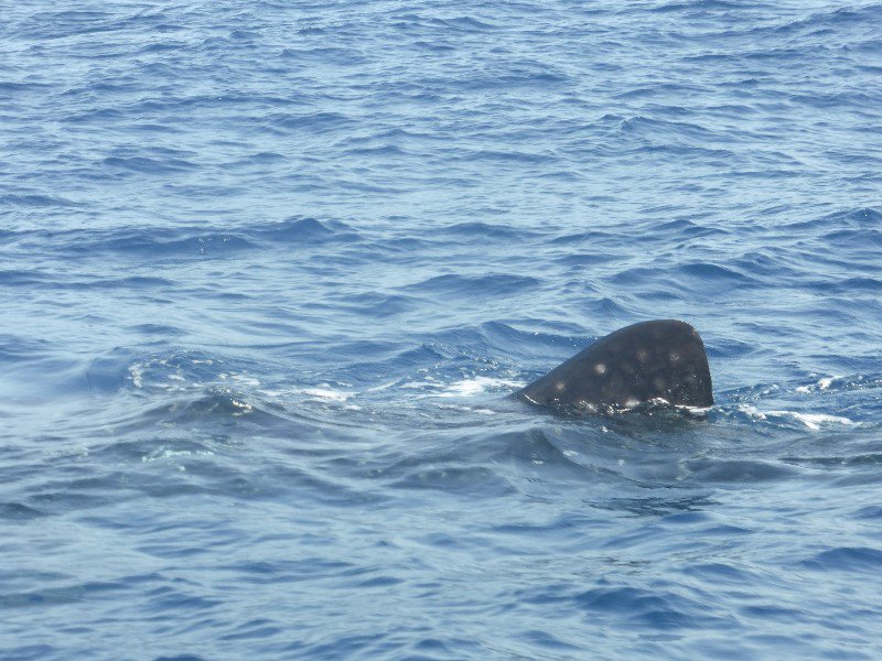 A bit closer view of a whale shark