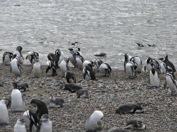 Penguins in Punta Arenas