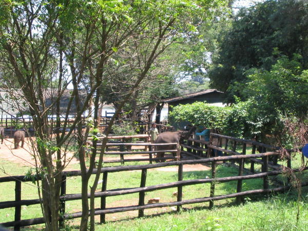 Elephant orphanage