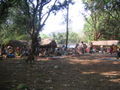 Tribal barter market