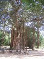 Banyah tree