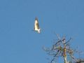 White crested hawk