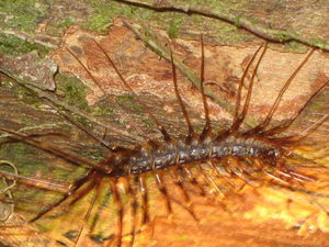 Massive Centipede