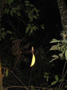 Massive spider eating a leaf
