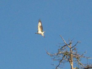 White crested hawk