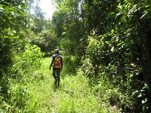 The jungle trail