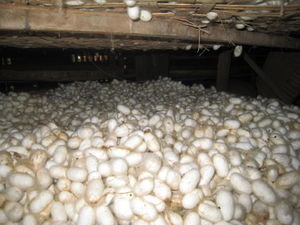 Silk worm cocoons