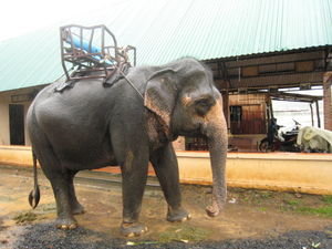 Elephant during the monsoon
