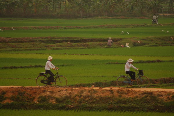 Rice Paddies Near Hanoi