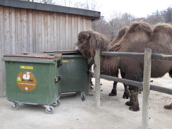 Camel caught in the cookie jar
