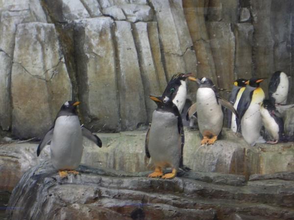 the penguins from the Biodome