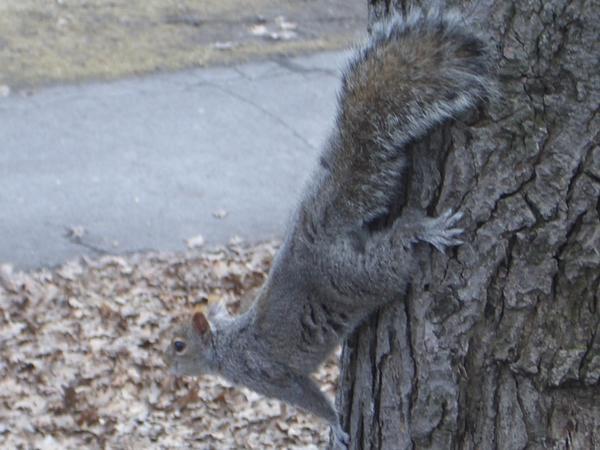  a squirrel