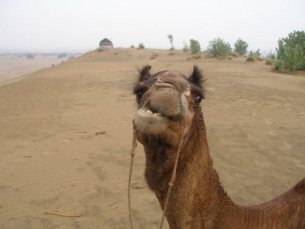 Camel gurning