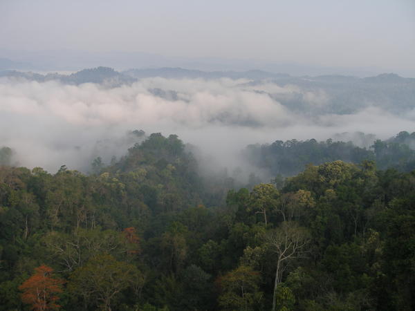 Mist on the jungle