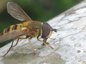 A pesky wasp