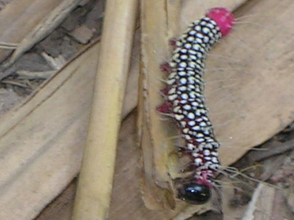 An itchy cateppillar