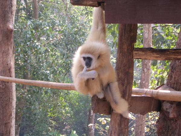 A funky Gibbon