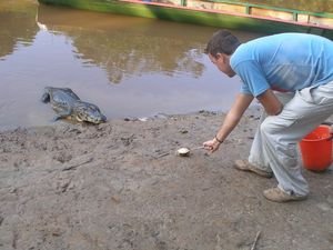 Feeding alligators is perfectly normal!