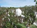 cultivos de algodón