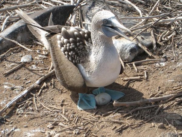 Blue Footed Booby with Egg