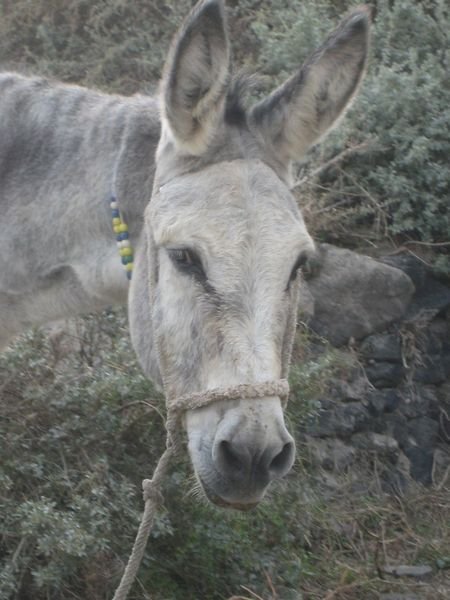 Random Greek Donkey